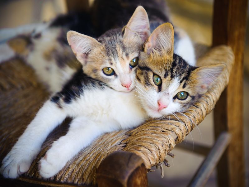 kittens kittens