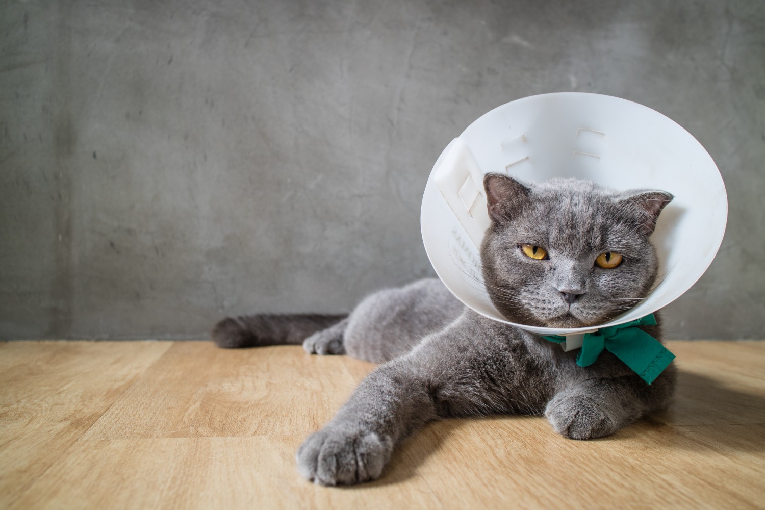 cat and cone