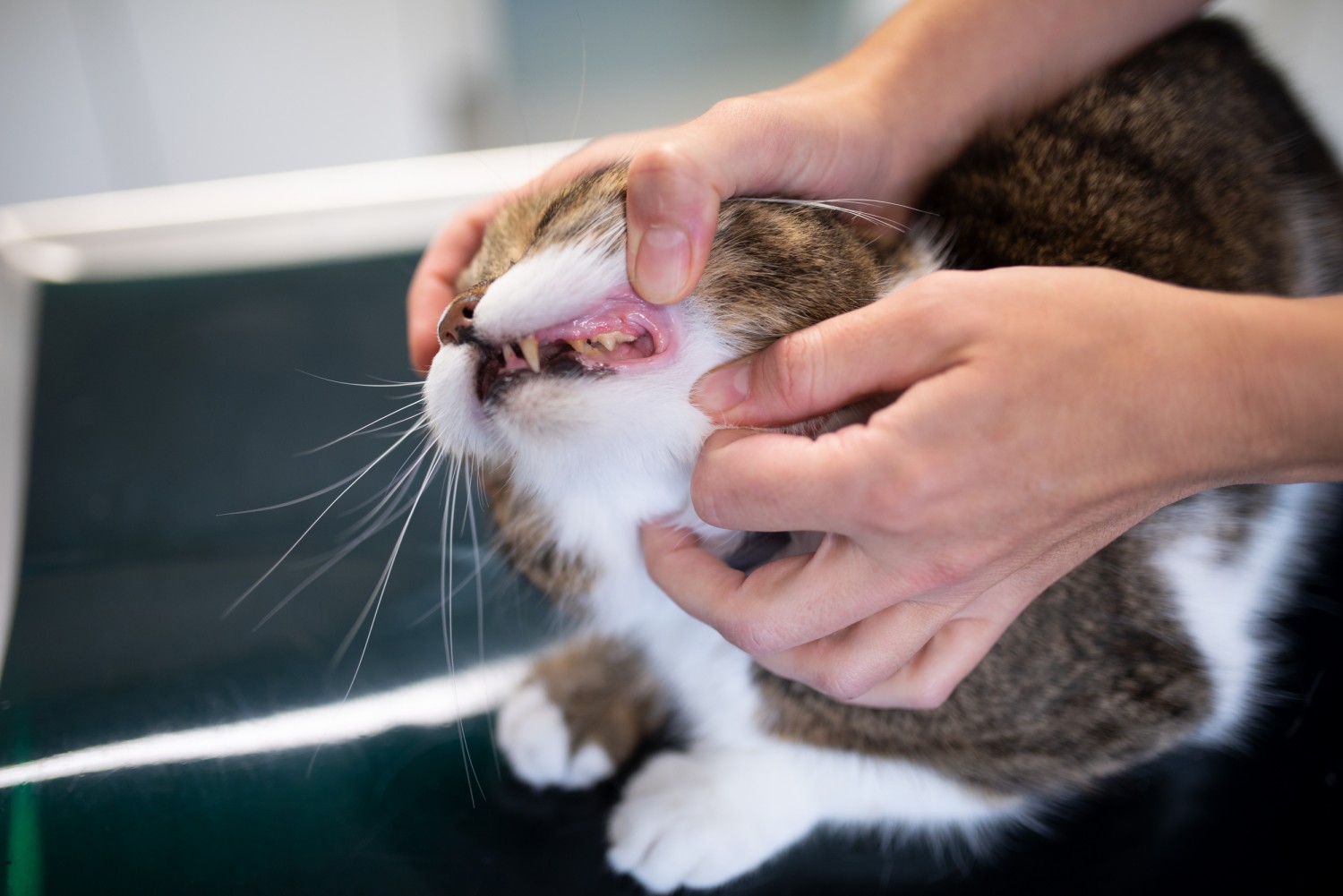 Dental