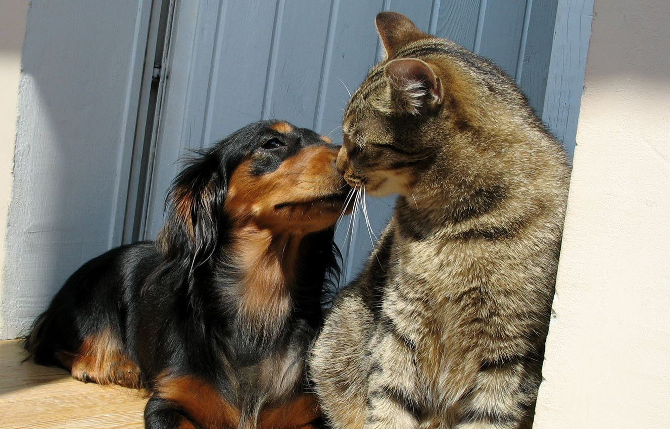 dog and kitten